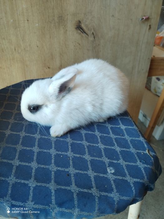 Coelhos anões dóceis