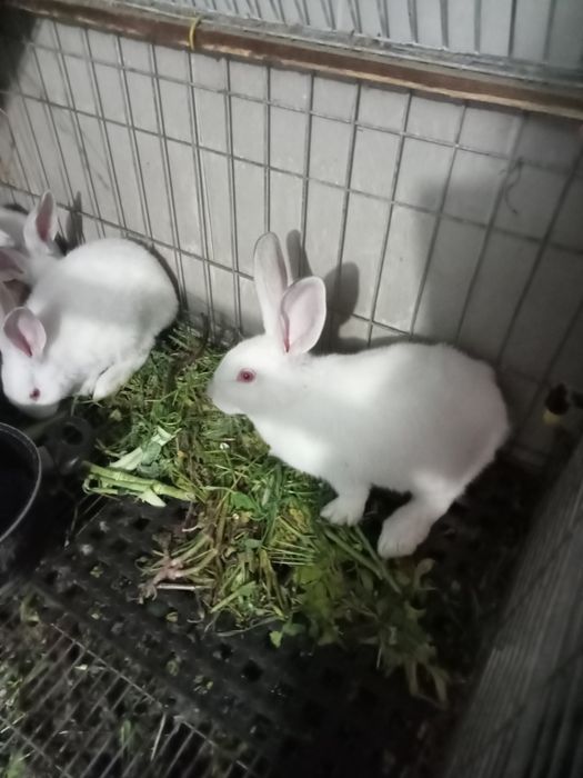 Coelhos Gigante de Flandres