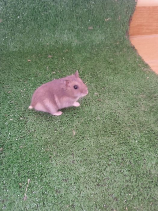 Hamsters anão russo