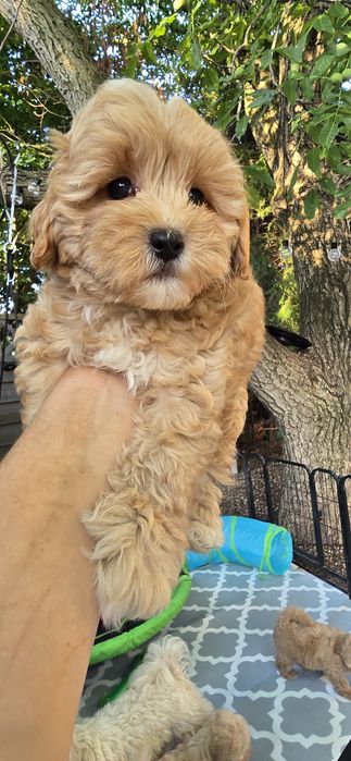 Maltipoo/ chłopczyk