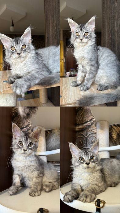 Ексклюзивні лінії, розкішний типаж дівчата та хлопчики мейн кун 5 міся