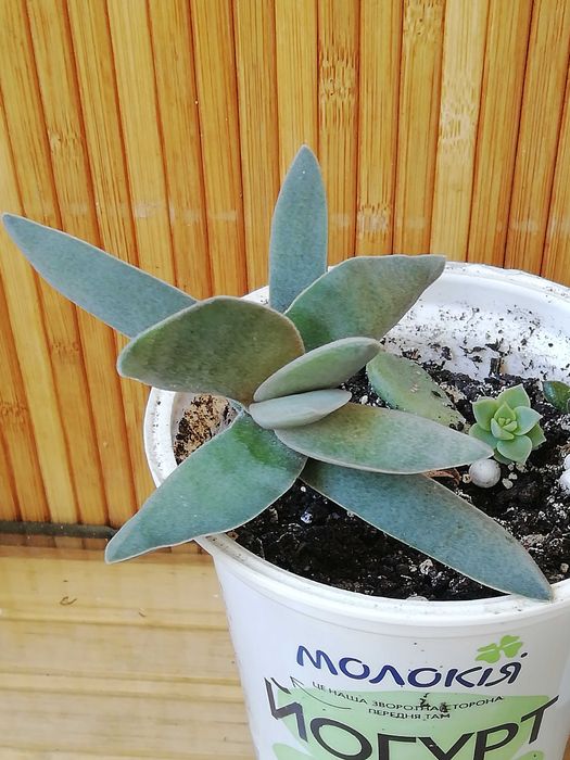 красула фальката. Обмін чи продаж