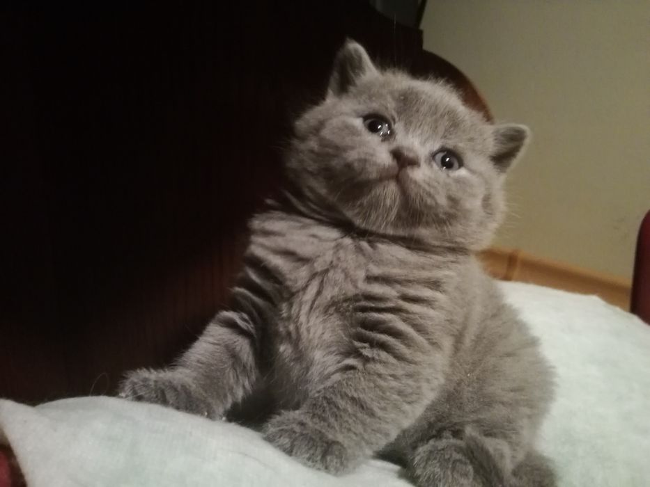 Brytyjski niebieski kot rasowy, brytyjczyk