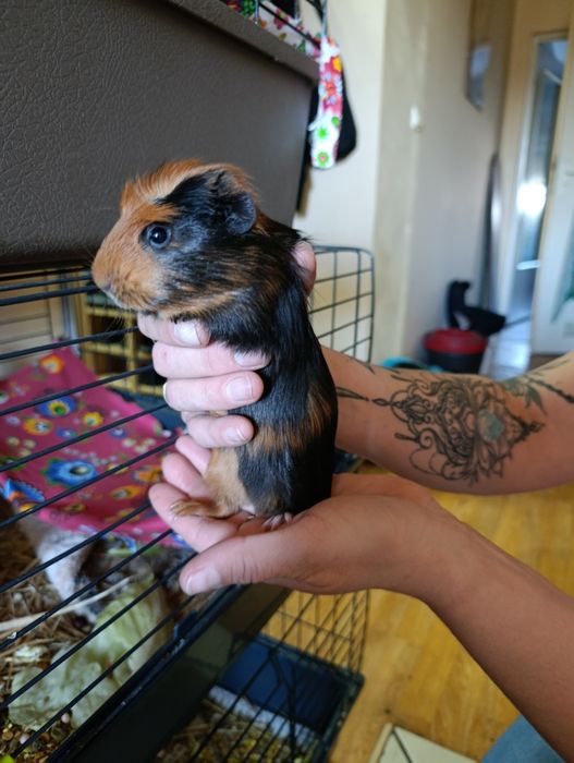 Sprzedam świnkę American Crested