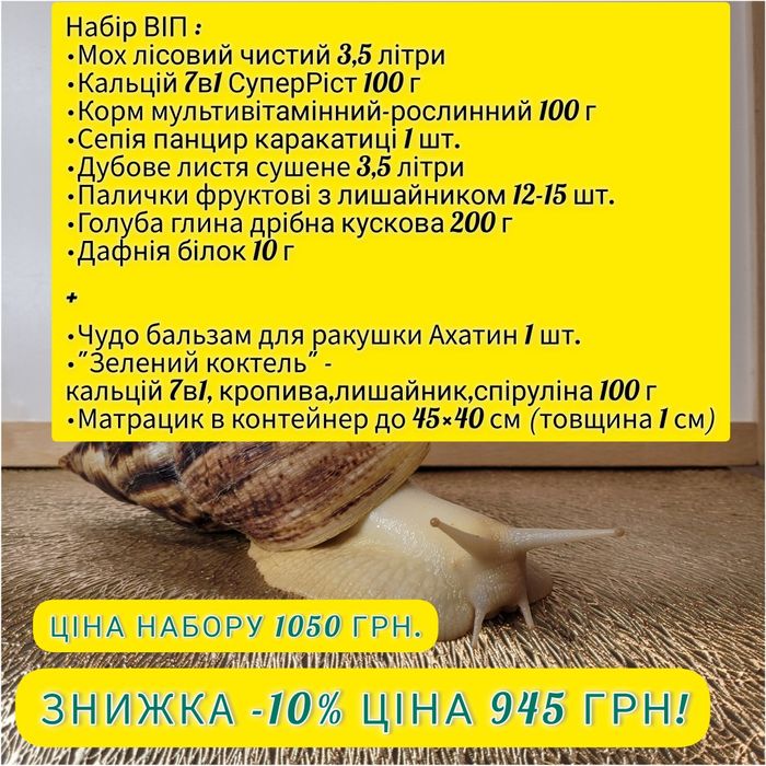 Ахатини малюки равлики Ahatina Reticulated Albino snail