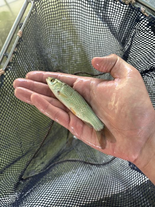 Amury narybek amura amur czysty staw ryby kroczek