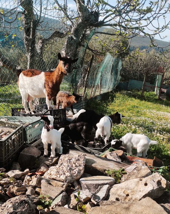 cabras anãs, com cerca de um mês de vida.