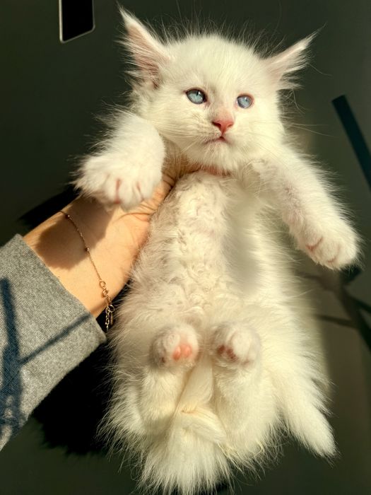 Мейн кун документи