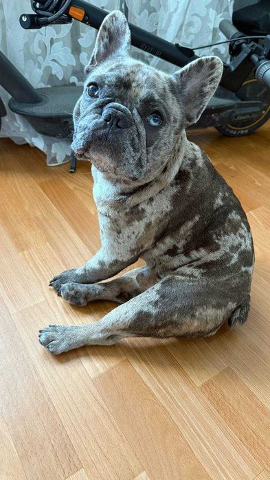 Вязка!Французский бульдог мини голубой мерле