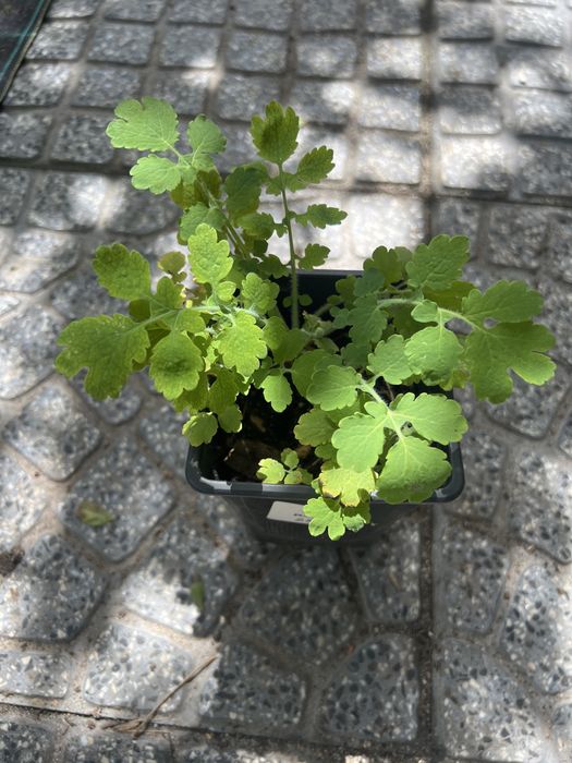 Plantas medicinais