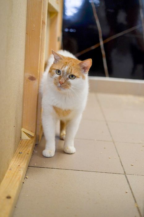 Secemin - uroczy, biało-rudy kot szuka kochającego domu!