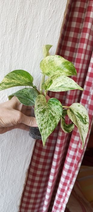 Вариегатные традесканции ,  эпипремнумы, Фил Тортум