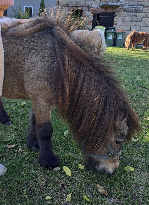 Mini konik brytyjski klacz
