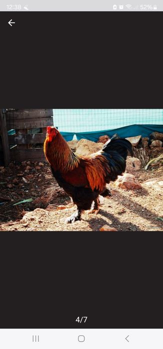 Vendo ovos galados,pintos e galos em Portimão