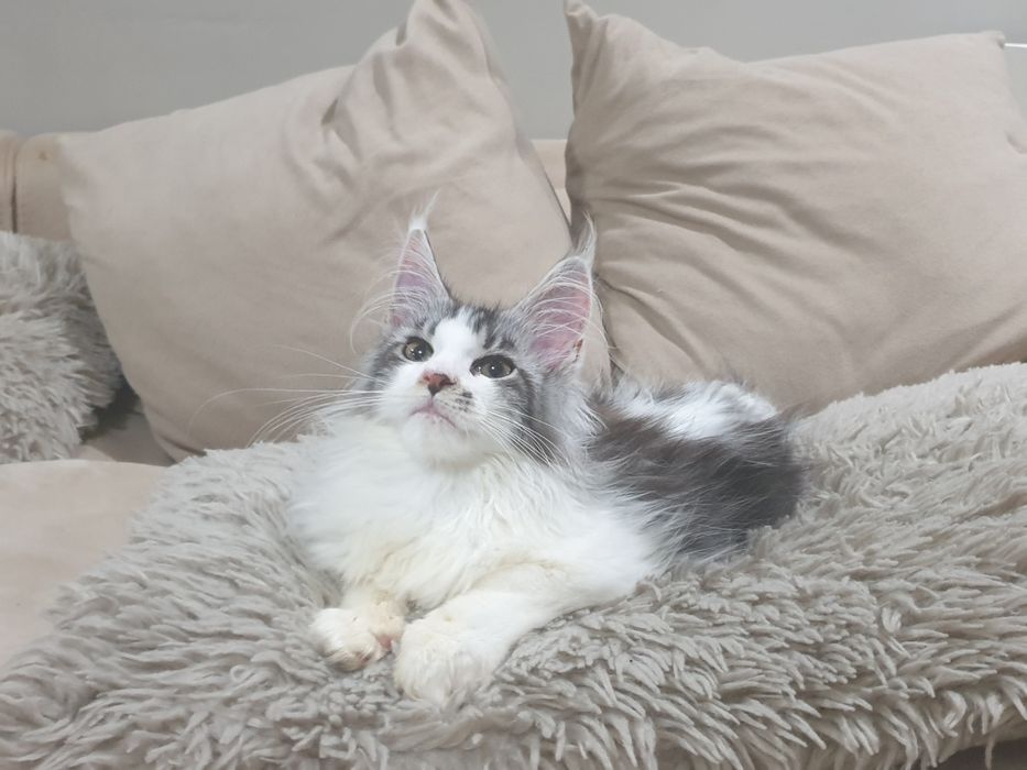 Fêmea maine coon com pedigree