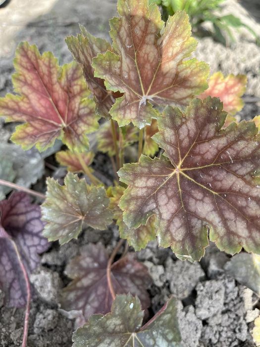 Гейхери .Гейхера