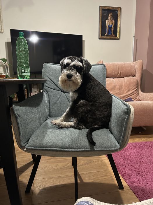 Вязка цвергшнауцер