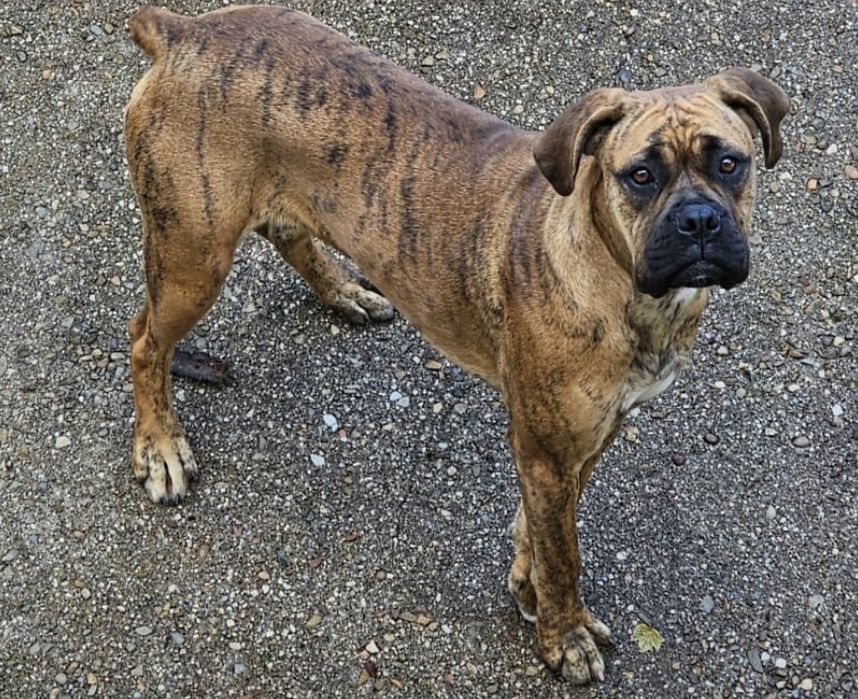 Bebés Boxer para adoção