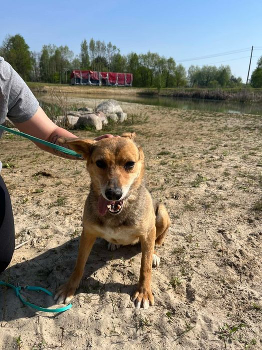 Klea już 6 lat ogląda schroniskowe ściany. Dajmy tej suni kochający dom