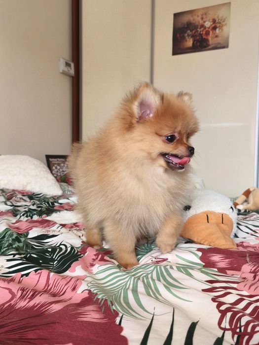 Szpic miniaturowy pomeranian