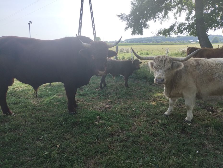 Byczki odsadki Salers highland cattle