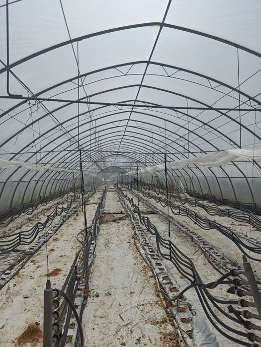 Tunel foliowy 10.5mx62m