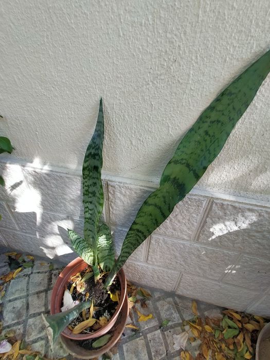 Planta Espada-de-Sao-jorge