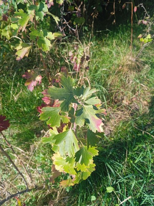 Саженцы плодовых деревьев и кустарников