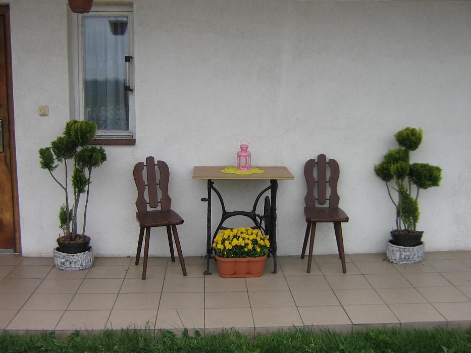 cyprysik lawsona ivonne bonsai . tuje . formowane drzewka Super cena !