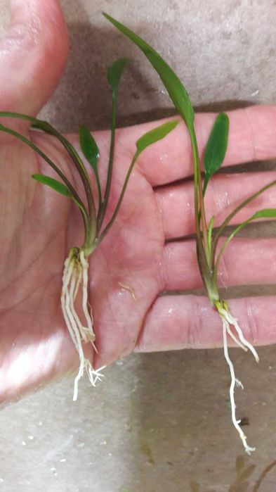 Cryptocoryne Nevillii