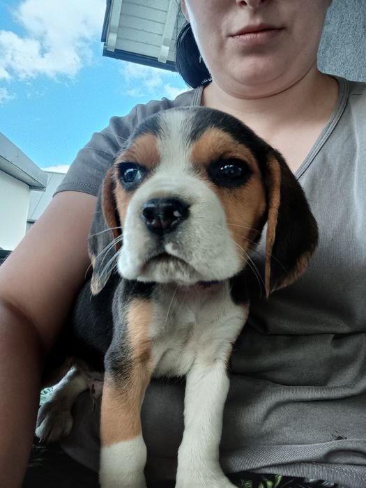 Szczeniak Beagle tricolor