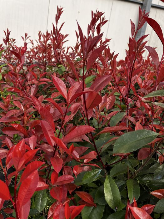 Photinia Red Robin