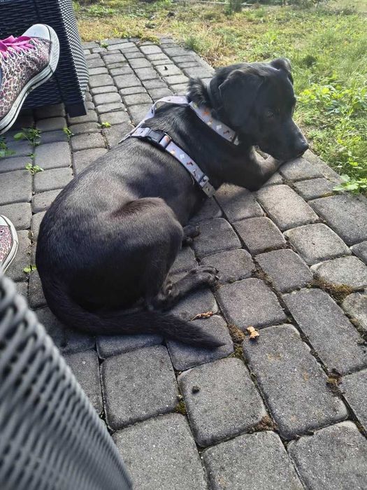 Pokochaj Bruna i uratuj przed schroniskiem!