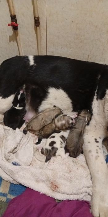 Щенки алабая (среднеазиатская овчарка) — НА БРОНИРОВАНИЕ  

Открыто б