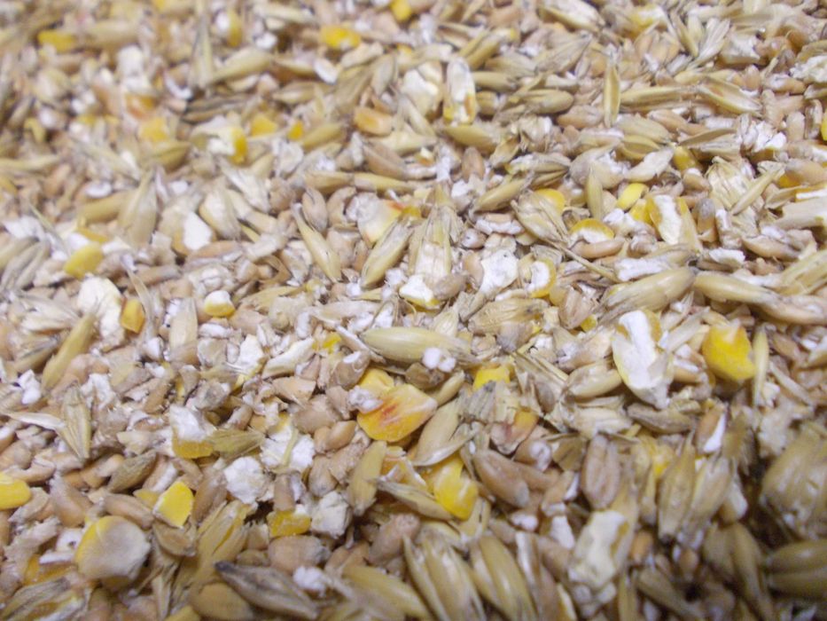 Pasza dla kur Gnieciona z Pięciu  Zbóż