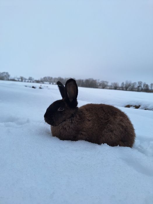 Króliki kuny wielkie brązowe z rodowodem