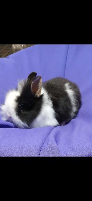 Декоративний карликовий кролик