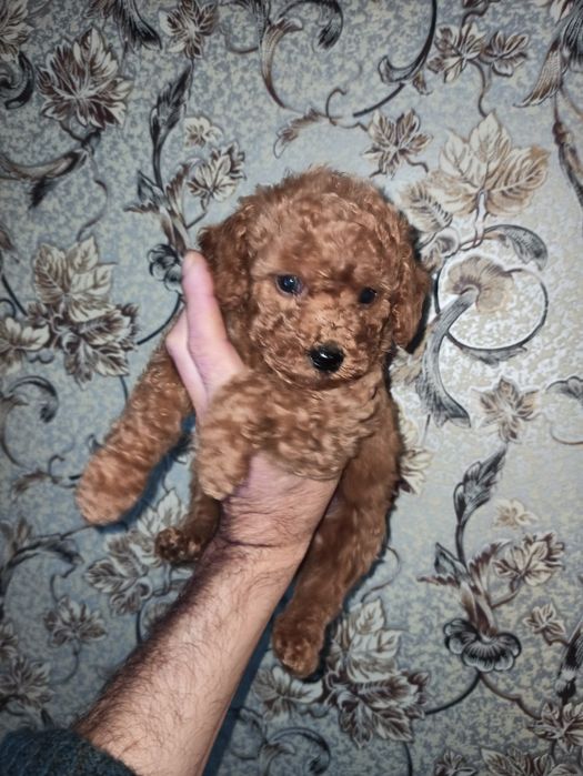 Мальчики той пуделя