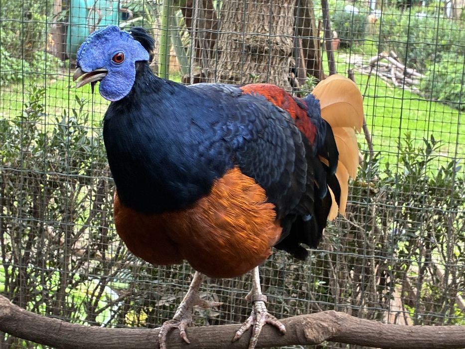 Faisão Nobre do Borneu