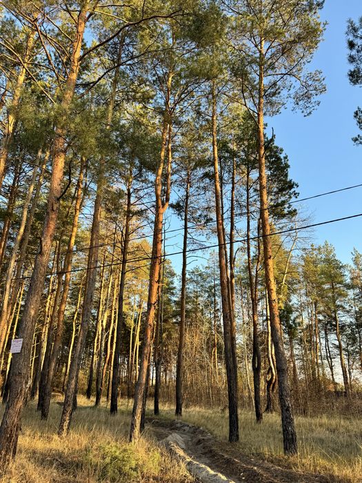 Продам участок 10 соток в сосне.