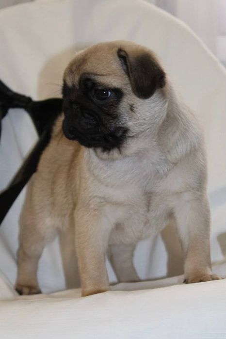 Розкішні мопсики