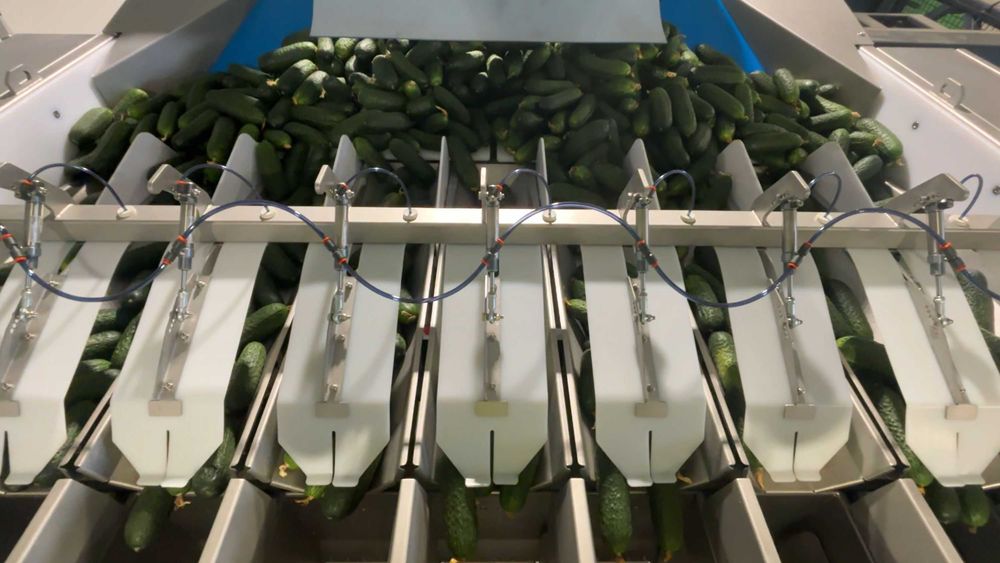 Waga kombinacyjna HIGHTEC R09XLC - marchew, ogórek, ziemniak, cebula