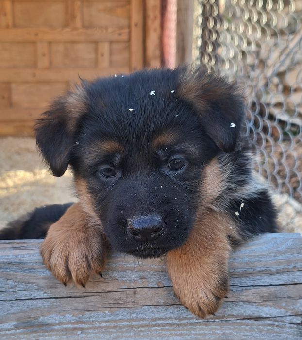 Щенки немецкой овчарки