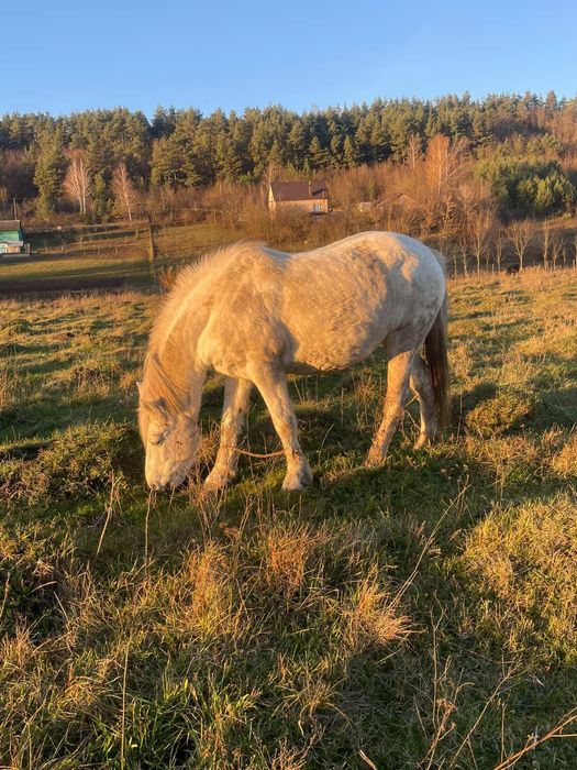 Продам в хороші руки
