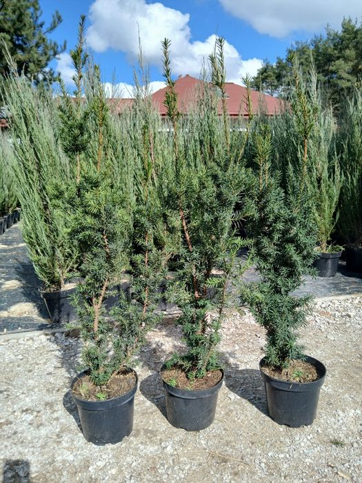 Cis Hicksii wys 90-110 cm cena 60 zł