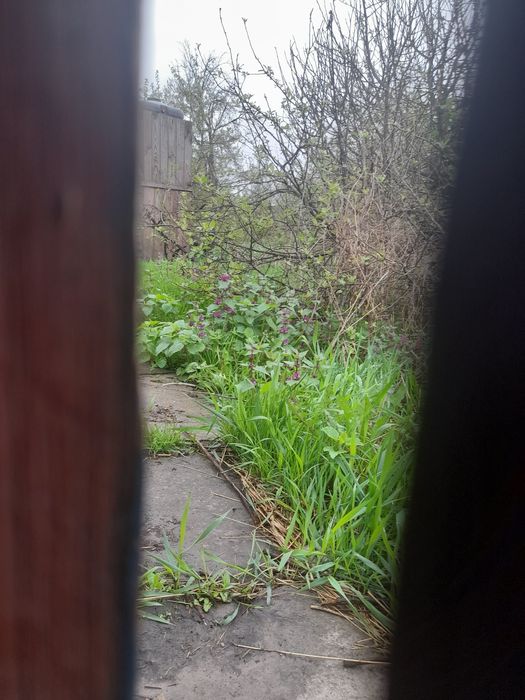 Здам будинок в оренду