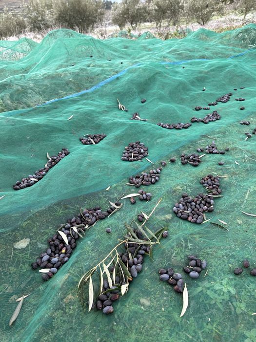 Azeite de alta qualidade para todos o país