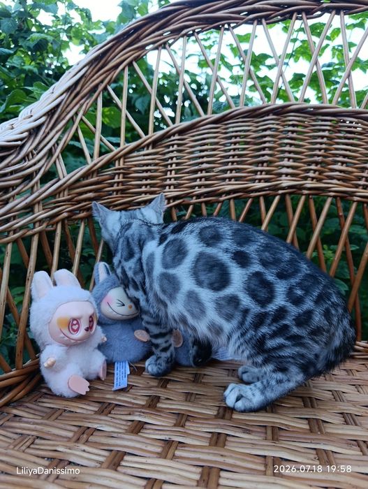 Бенгальский котик серебро