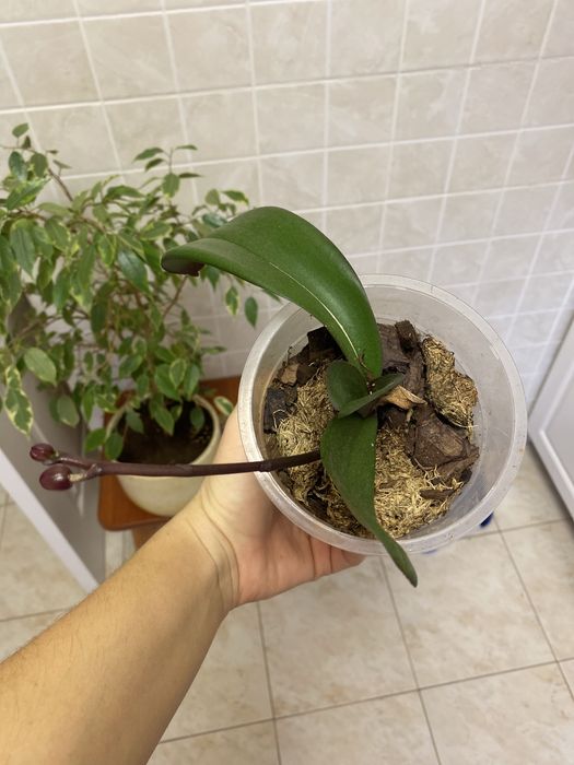 Орхідея дєтка малютка фіолетова