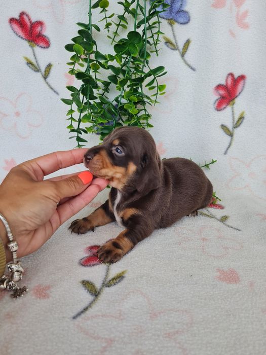 Excelente menina Teckel Choco Tan  de Qualidade
